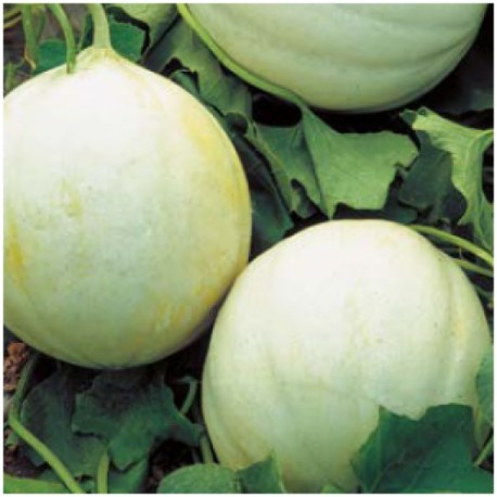 Summer dream melon seeds - AliSeeds